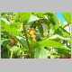 lonicera ledbourii 1.jpg